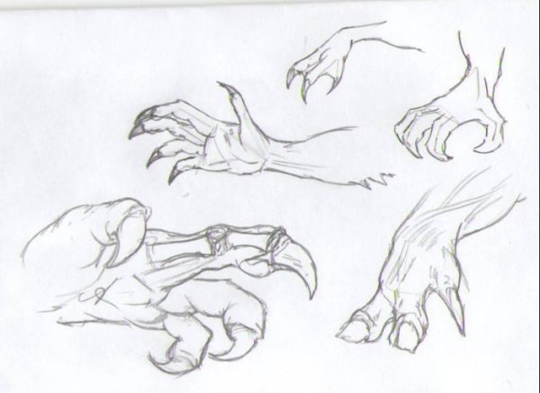 Референсы лап дракона