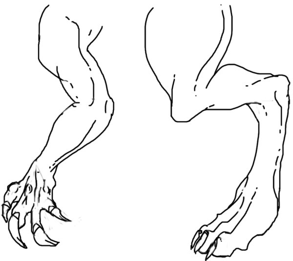 Драконьи лапы референс задняя