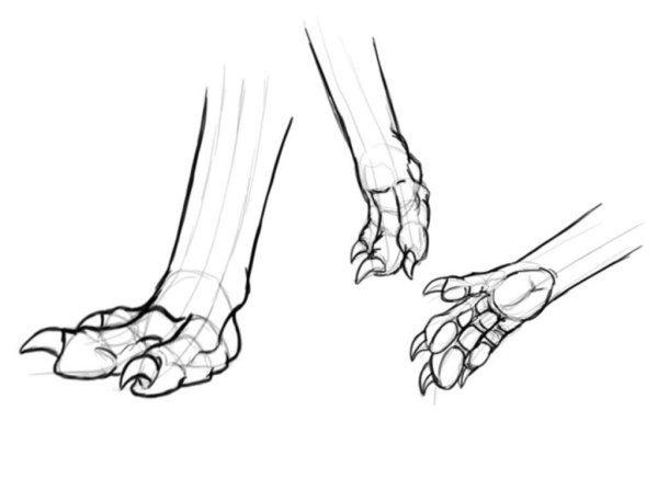 Лапы дракона референс