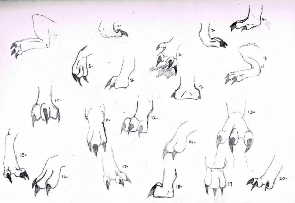 Драконьи ноги