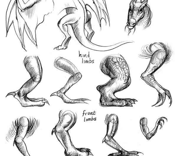 Лапы дракона референс