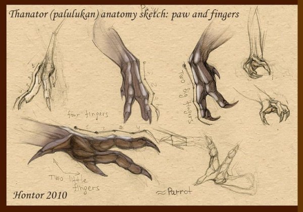 Референсы лап дракона