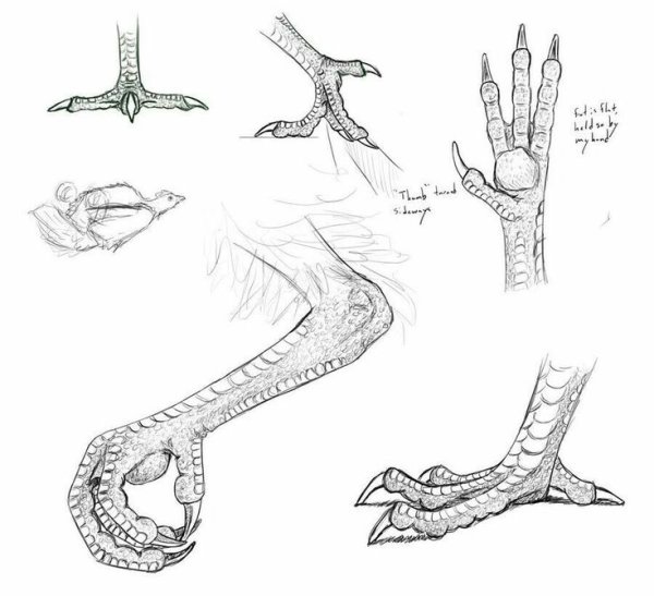 Лапа дракона