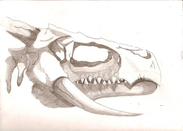 Черепа животных карандашом