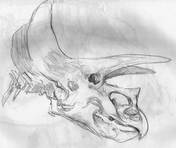 Рисунок карандашом черепа драконов