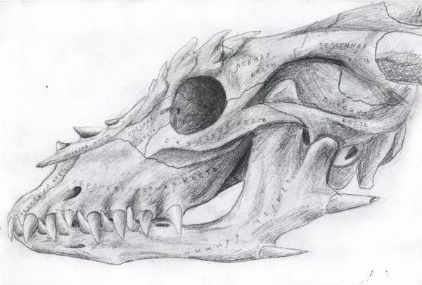 Череп дракона рисунок