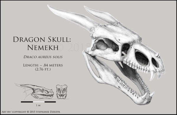 Череп дракона анатомия