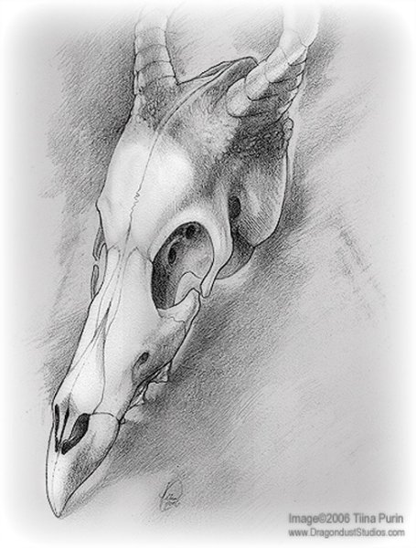 Череп дракона анатомия