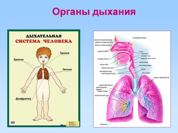 Дыхательная система 3 кл