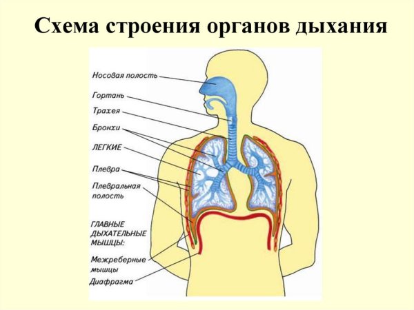Схема строения органов дыхания