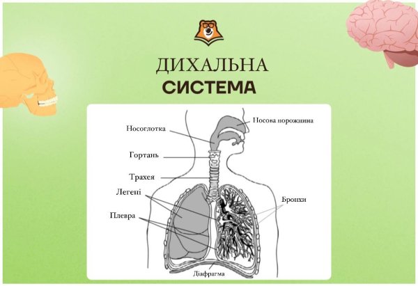 Дыхательная система человека ЕГЭ