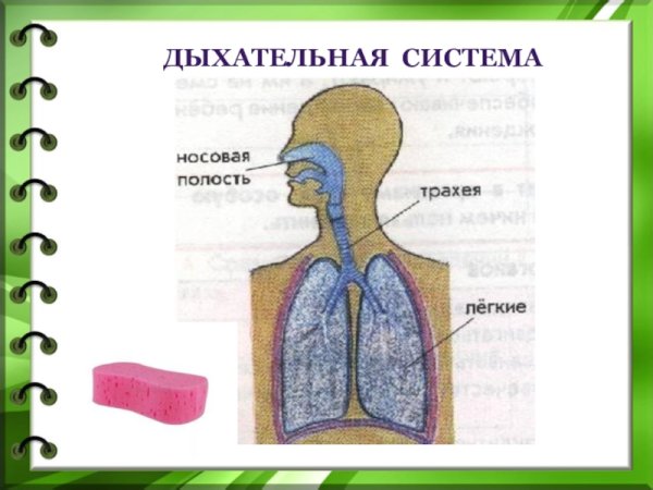 Система органов дыхания человека схема
