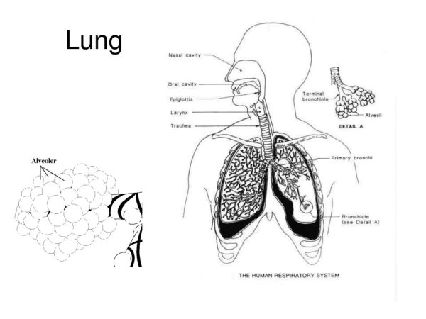 Органы дыхания человека без подписей