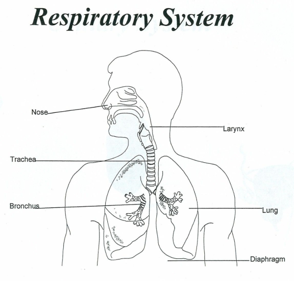 Дыхательная система простая схема