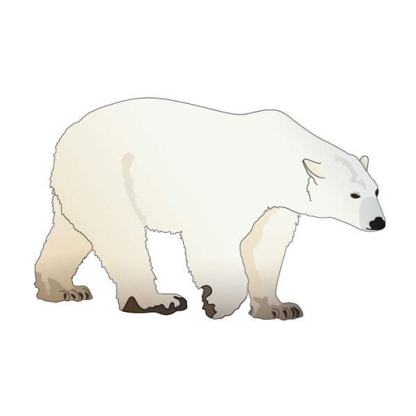 Рисование белого медведя