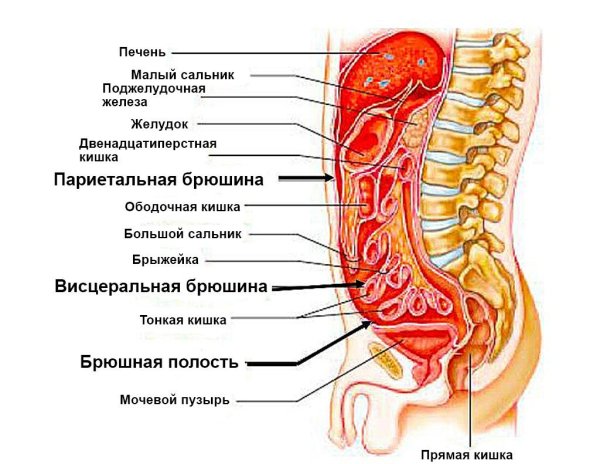 Брюшина анатомия