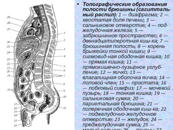 Сагиттальный разрез брюшной полости
