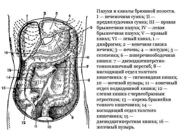 Топография брюшины Нижнего этажа брюшной полости: каналы