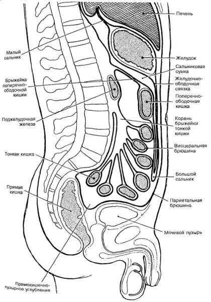 Брыжейка сальник брюшина