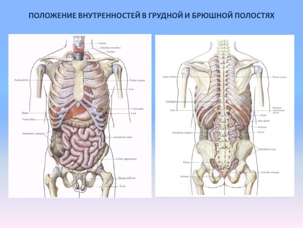 Строение внутренних органов спереди