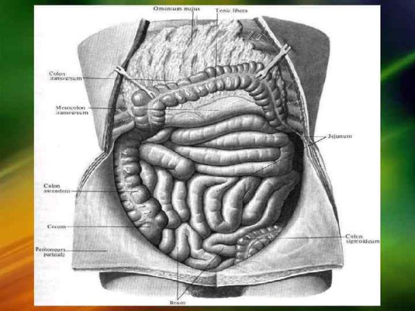 Тощая кишка топографическая анатомия