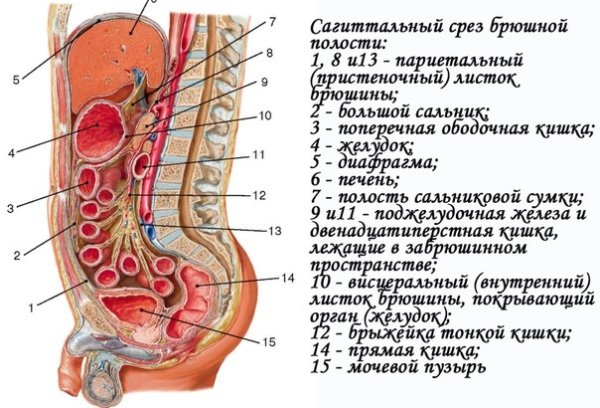 Анатомия органы брюшной полости вид сбоку