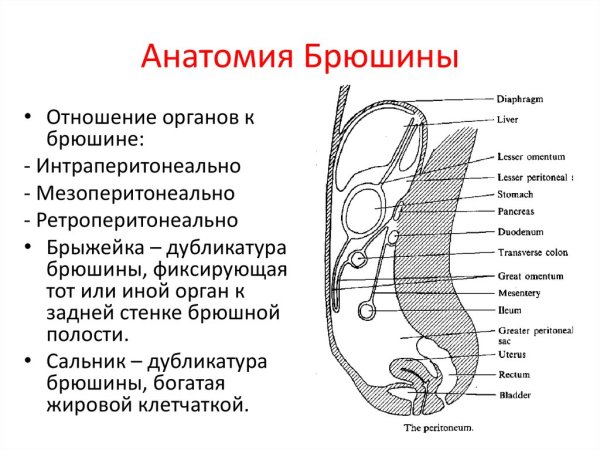 Листки брюшины анатомия