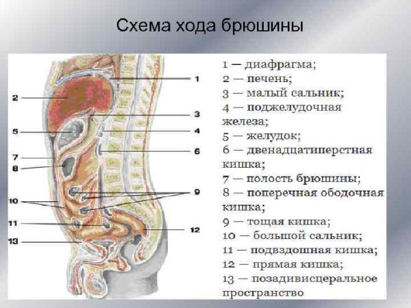 Ход брюшины на сагиттальном сечении