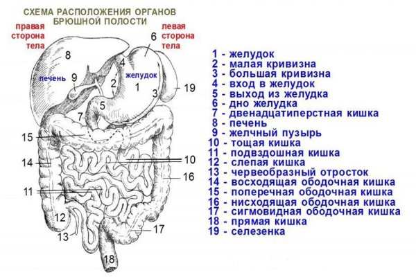Строение брюшной полости человека схема