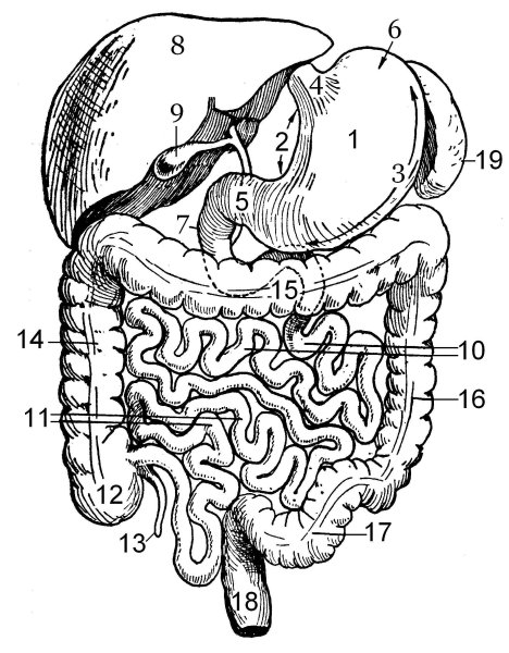 Тонкий кишечник и двенадцатиперстная кишка