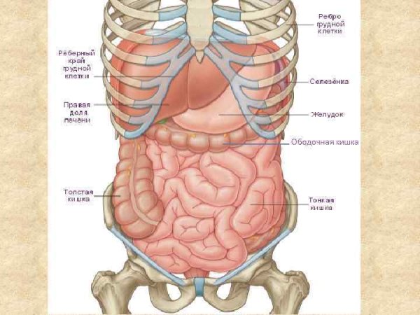 Анатомия человека строение брюшной полости