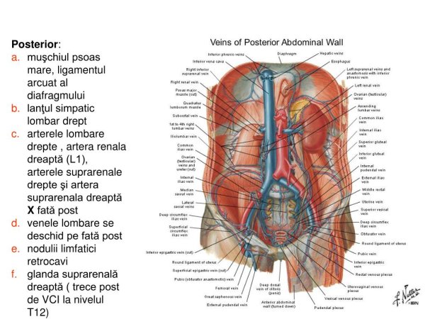 Органы брюшной полости сбоку