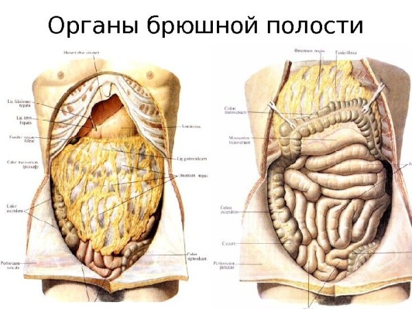 Анатомия органов брюшной полости