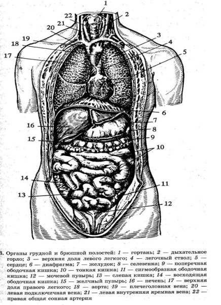 Анатомия брюшной полости человека