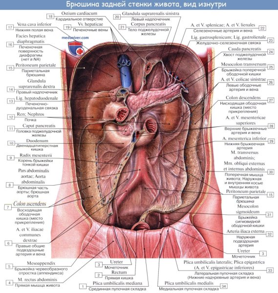 Брюшина задней брюшной стенки