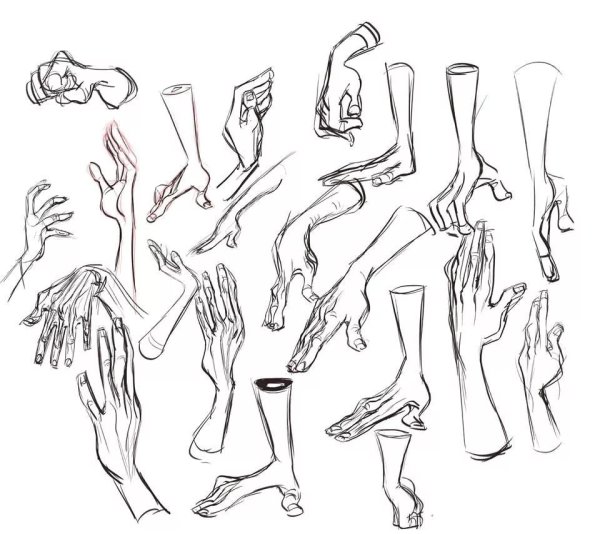 Анатомия птичьих лап