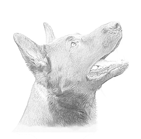 Морда собаки в перспективе