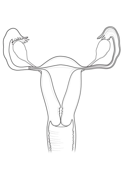Органы женской репродуктивной системы