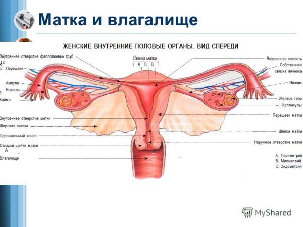 Строение женского пол органа