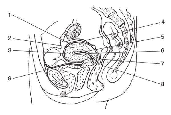 Женская половая/система строение схема