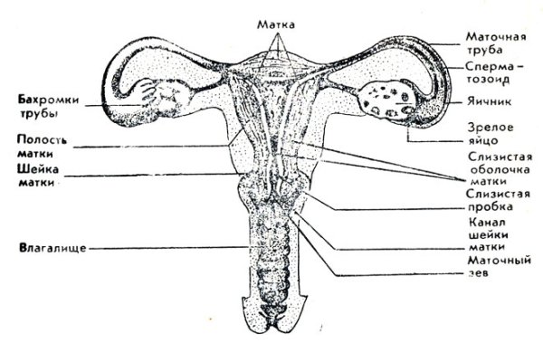 Женская половая система схема наружные половые органы