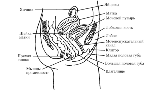 Анатомия женской репродуктивной системы наружные органы