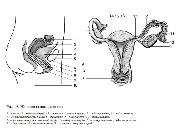 Схема "органы половой системы".