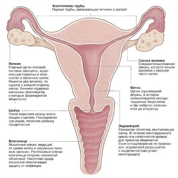 Матка половая система человека