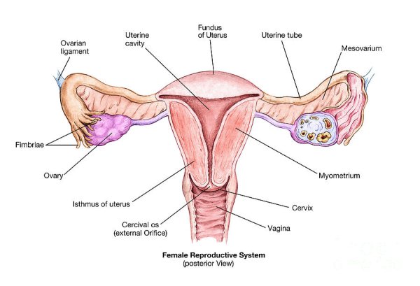 Строение женской репродуктивной системы на английском