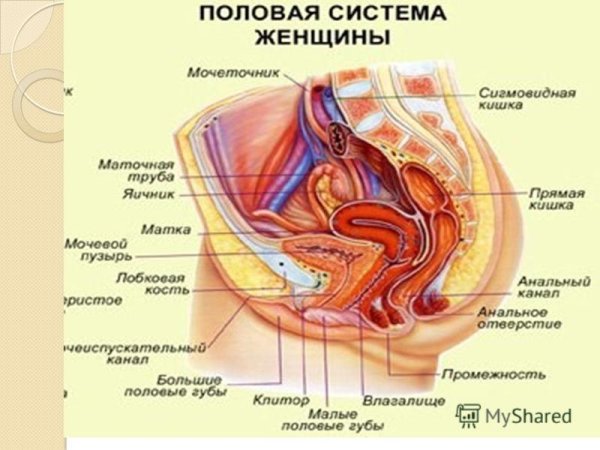 Женские половые органы анатомия