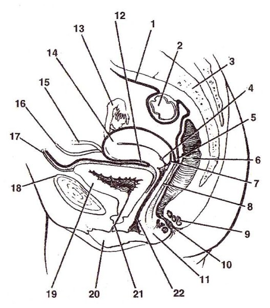 Сагиттальный срез малого таза