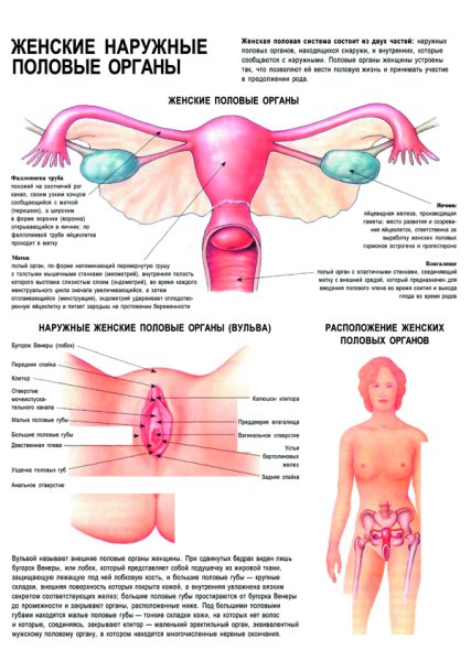 Строение женского органа анатомия