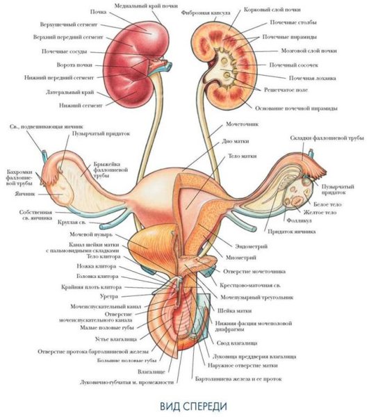 Строение мочеполовой системы у женщин