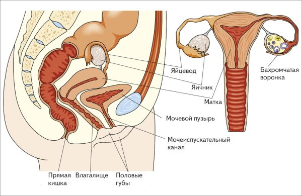 Строение женской половой системы